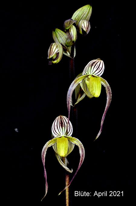 Paph. randsii? (2)